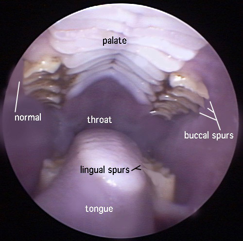 Rabbit Information Image 2